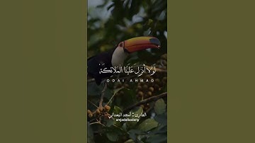 تلاوة خاشعة بصوت القارئ أمجد البعداني #أمجد #المصحف #اجمل_تلاوة #اجمل_تلاوة #قران_كريم