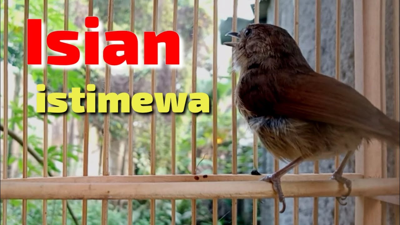 Burung Flamboyan Jantan Dan Betina - Identifikasi Jenis ...