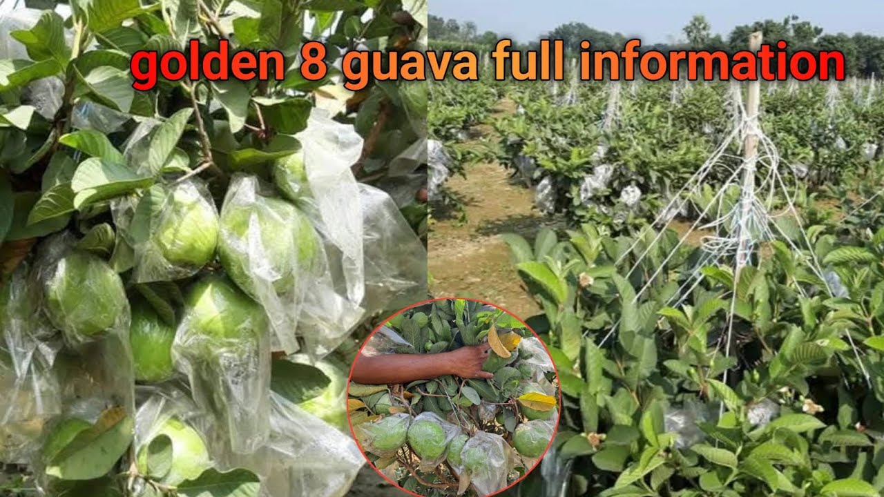 golden 8 guava full information,GOLDEN 8 Guava,Guava Farming - YouTube