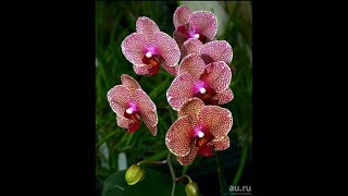Орхидеи: Сезам (Sezam) понравился ли ей керамзит? И бонус в конце видео)
