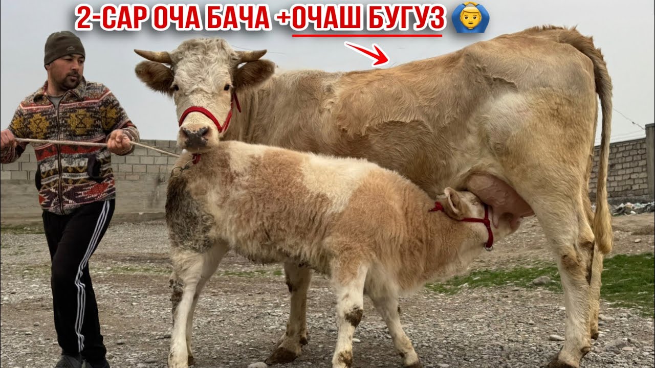 СЕМЕНТАЛ ВА ШВЕД 2-САР ОЧА БАЧА АЗ ФЕРМАИ ОХУН-БОБО 3 марта 2026 г.