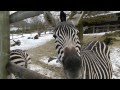 シマウマに餌をあげる１