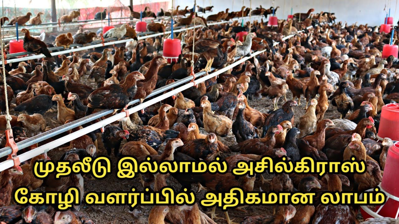 முதலீடு இல்லாமல் அசில்கிராஸ் கோழி வளர்ப்பில் அதிகமான லாபம் || aseel cross chicken farms in tamil