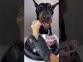 ASMR🔥生肉を食べるドーベルマン🥩#ドーベルマン　#doberman #dogasmr #asmr #咀嚼音 #犬ご飯　#mukbang #rawfood #dogmukbang #犬の咀嚼
