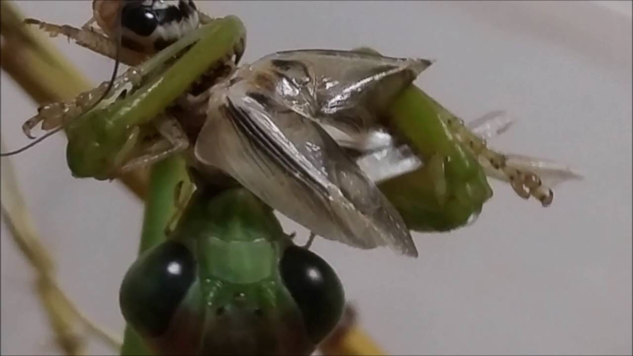 ミズカマキリ の 餌