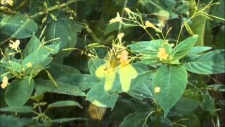 Smulkiažiedė Sprigė Impatiens Parviflora Lt