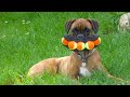 Funniest Animals 🐧 - Best Of The 2020 Funny Animal Videos 😁 - Cutest Animals Ever