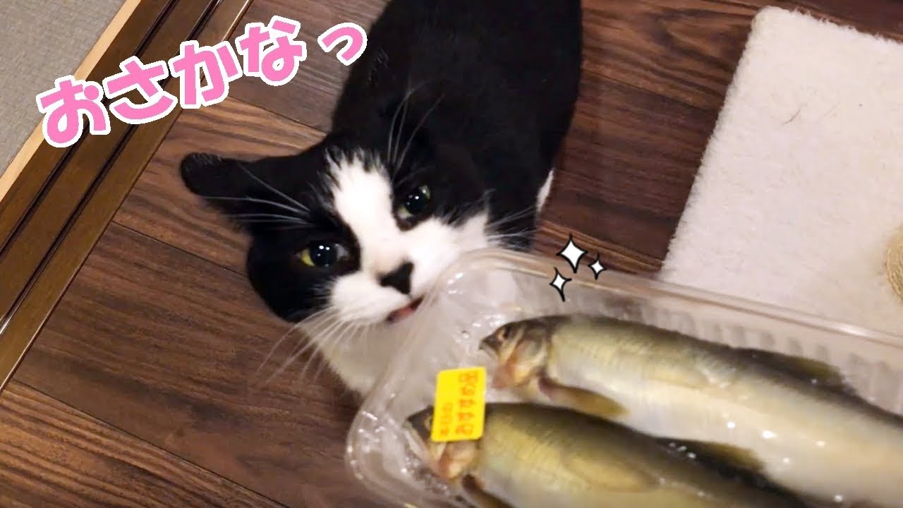 猫おむすび♡カワウソ&ひよこ 猫おむすび♡カワウソ&ひよこ