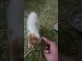 #turkish #turkishvan #cat #catlover #cute #beautiful #beauty #friendly
