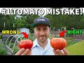 Youre picking tomatoes wrong never vine ripen a tomato again