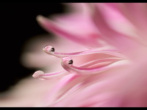 Focus stacking for macro on the Sony A7RV