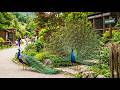 Zoološki vrt | Najlepši PAUNOVI u Pionirskoj dolini - ZOO PARK BiH