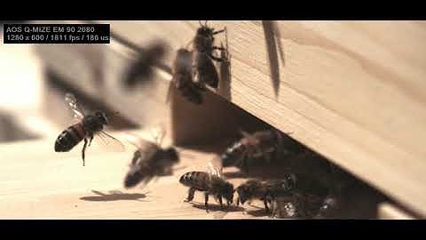 In Slow-Motion: Bees Approaching the Hive
