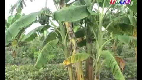 Trồng chuối xiêm xen vườn cây ăn trái