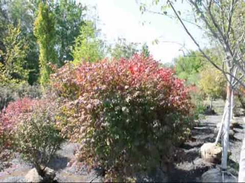 Nursery Sale Green Mountain Boxwood