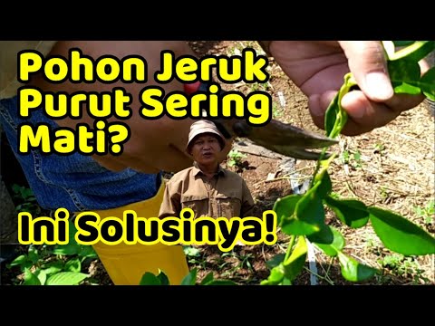 Video: Masalah Daun Jeruk - Daun Jatuh dari Pohon Jeruk