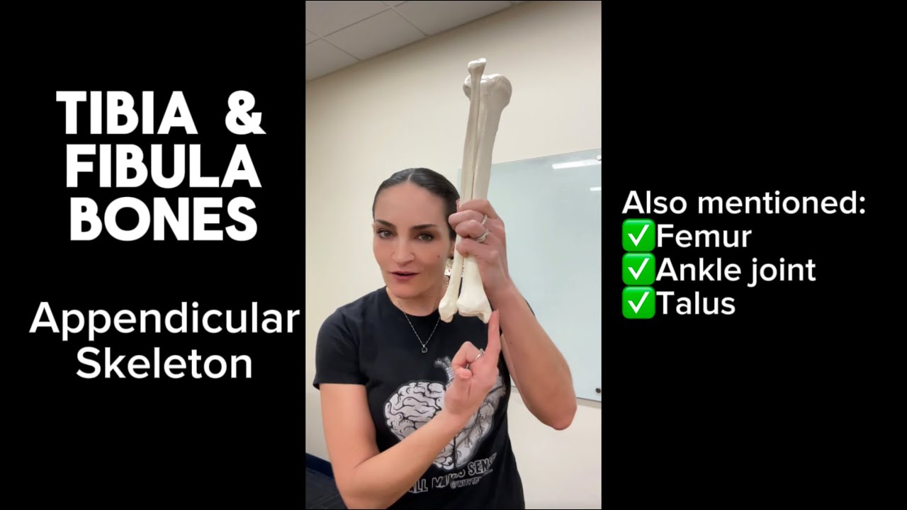 Appendicular Skeleton: Tibia & Fibula Bones - YouTube
