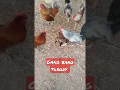 Hen mating multiple cocks