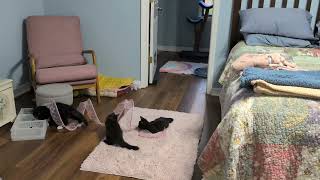 Alphabet Soup Gang: The kittens and the spiral tunnel and other random moments
