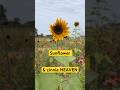 These sunflowers and zinnias are HEAVENLY