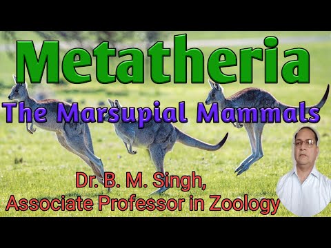 Video: Ero Prototheria Metatherian Ja Eutherian Välillä