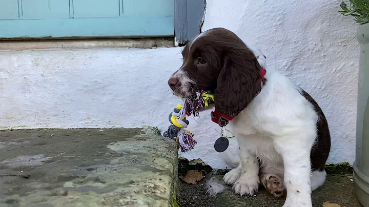 Springer Spaniel Puppies!