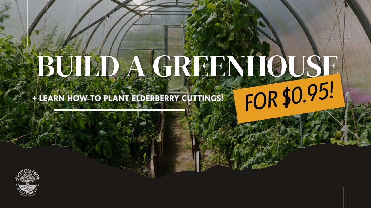 Start a Food Forest for $0.90: Mini Greenhouse + Planting Elderberry Cuttings