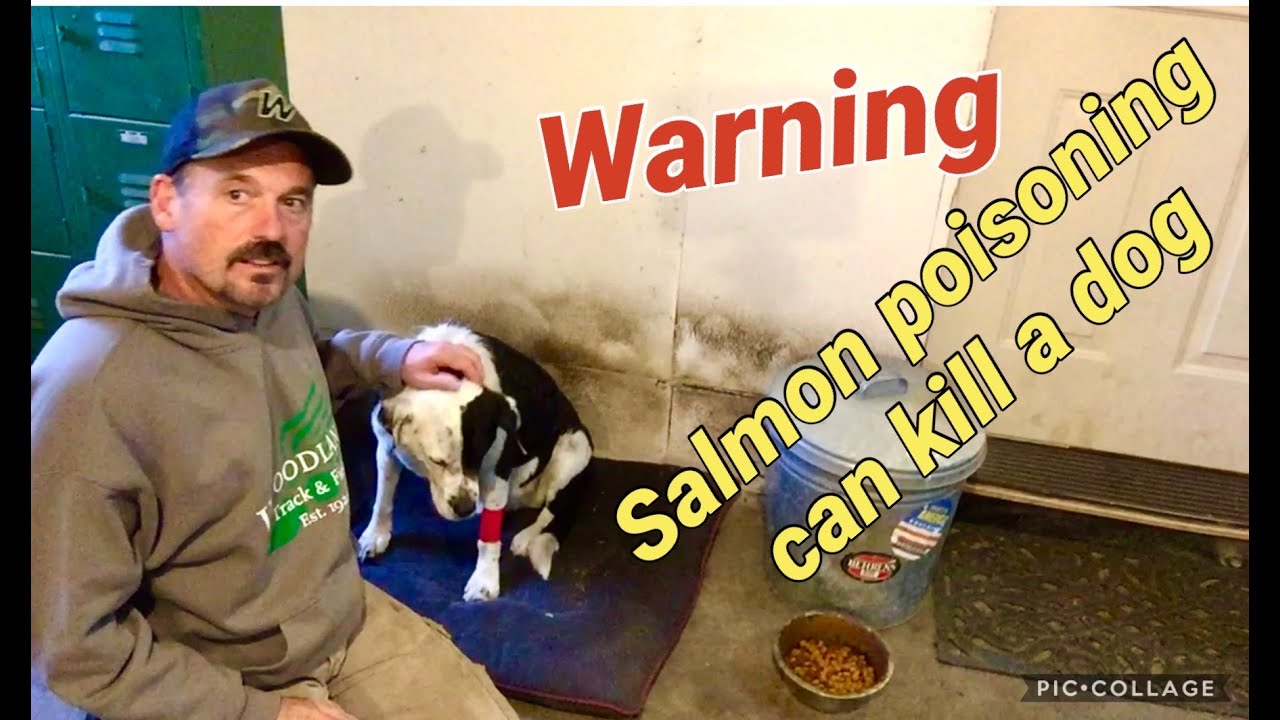 Salmon Dogs Toxic bet.yonsei.ac.kr