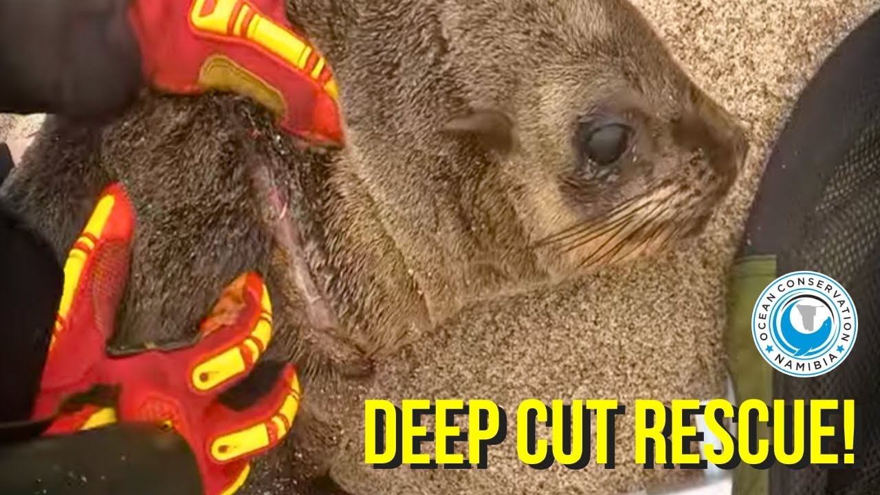 Razor-sharp Fishing Line Buried Deep – Urgent Seal Rescue at Cape Cross ...