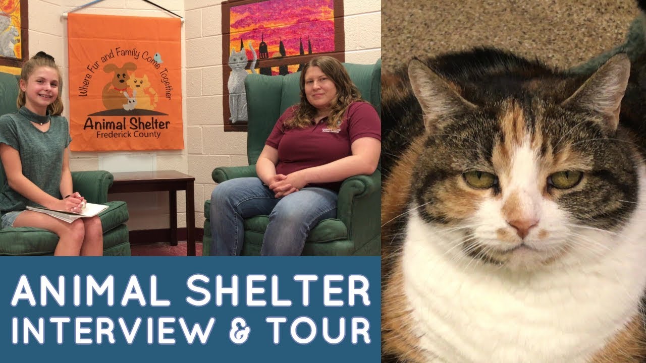 Animal Shelter Interview & Tour YouTube