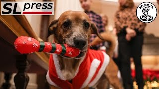 Από τον σκύλο του Αλκιβιάδη στον σκύλο του Κυριάκου… - ΚΟΜΠΡΑ