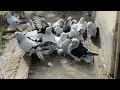 Güvercin Banyosu (Pigeon Bath)
