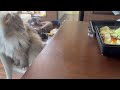 目の前で作る焼きそばが気になる猫