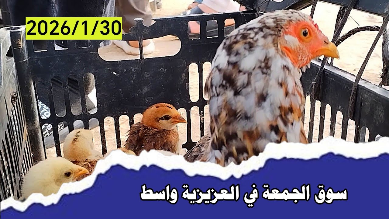 سوق قضاء العزيزية واسط يوم الجمعة اسعار الدجاج العرب والفسيفس والبط والحمام