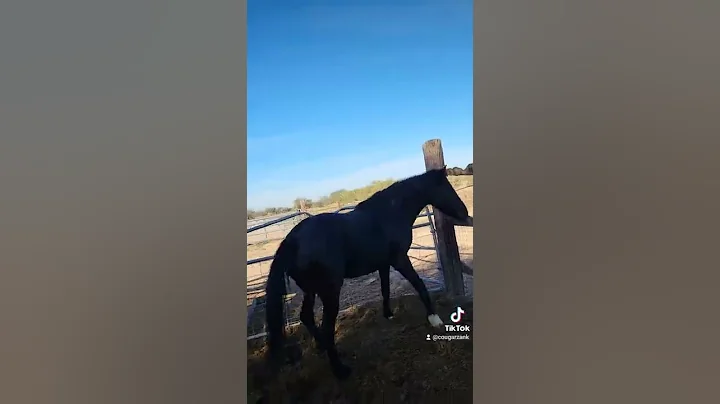 working a Mustang