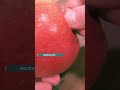 Benefits of Apple in summer #viralvideo #explore #shorts #facts
