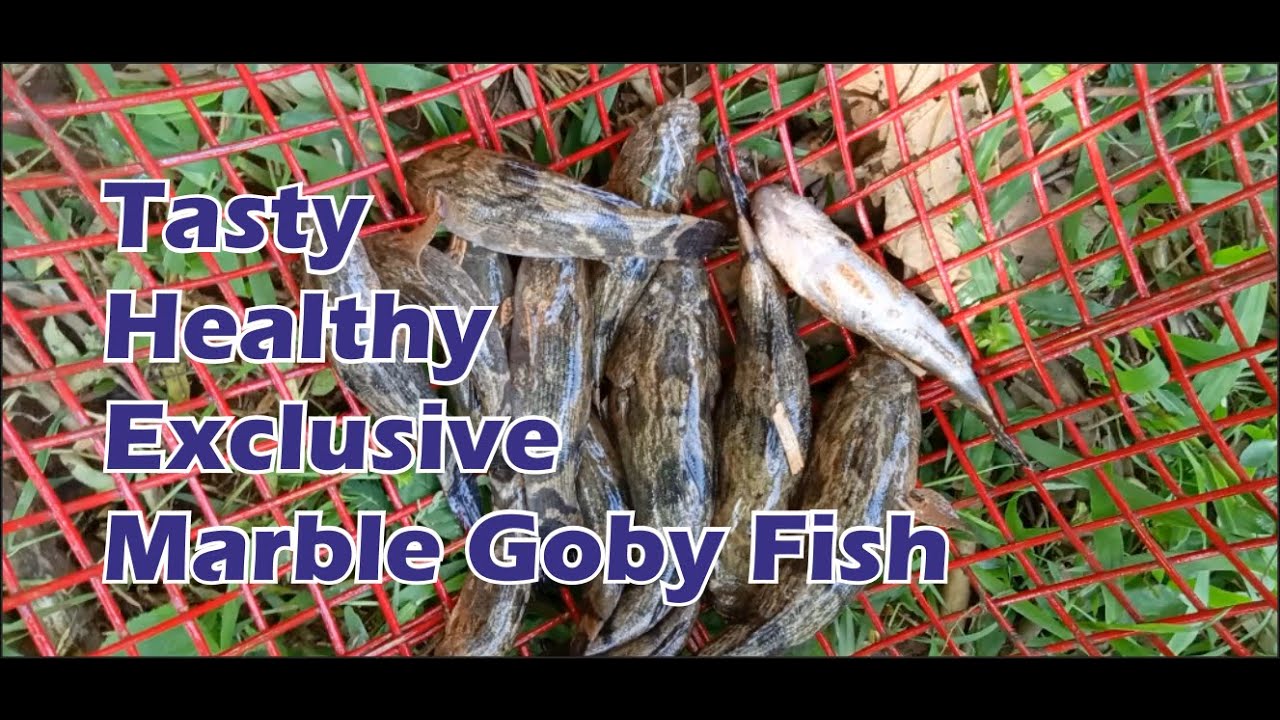IKAN BETUTU YANG GURIH, MENYEHATKAN, DAN EKSLUSIF (TASTY, HEALTHY, AND
