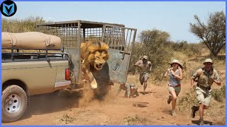 Download Lagu Ongelooflijke Dierenmomenten Vastgelegd Op Camera! MP3