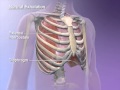 Learnvisible body  pulmonary ventilation