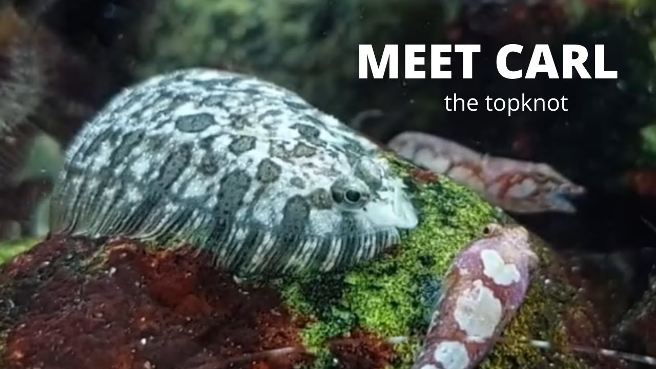 CARL the topknot - COOLEST FLOUNDER on the PLANET contender?
