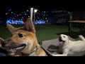 🔴LIVE：ベルとポム合同夜間訓練を生配信🐕🐶💥