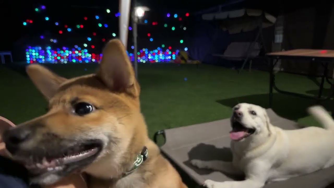 🔴LIVE：ベルとポム合同夜間訓練を生配信🐕🐶💥