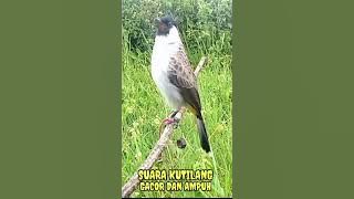 Suara pikat burung kutilang ini cocok untuk memanggil burung kutilang liar