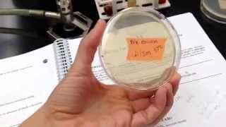 Exam 2 reduction of nitrate and various new media