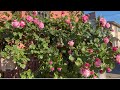 庭の薔薇と猫（僕を見つけてね！）Roses in the garden and a cat 