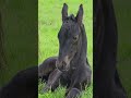 Jacobien &amp; Yvonne #friesianhorses #followtheherd #shorts