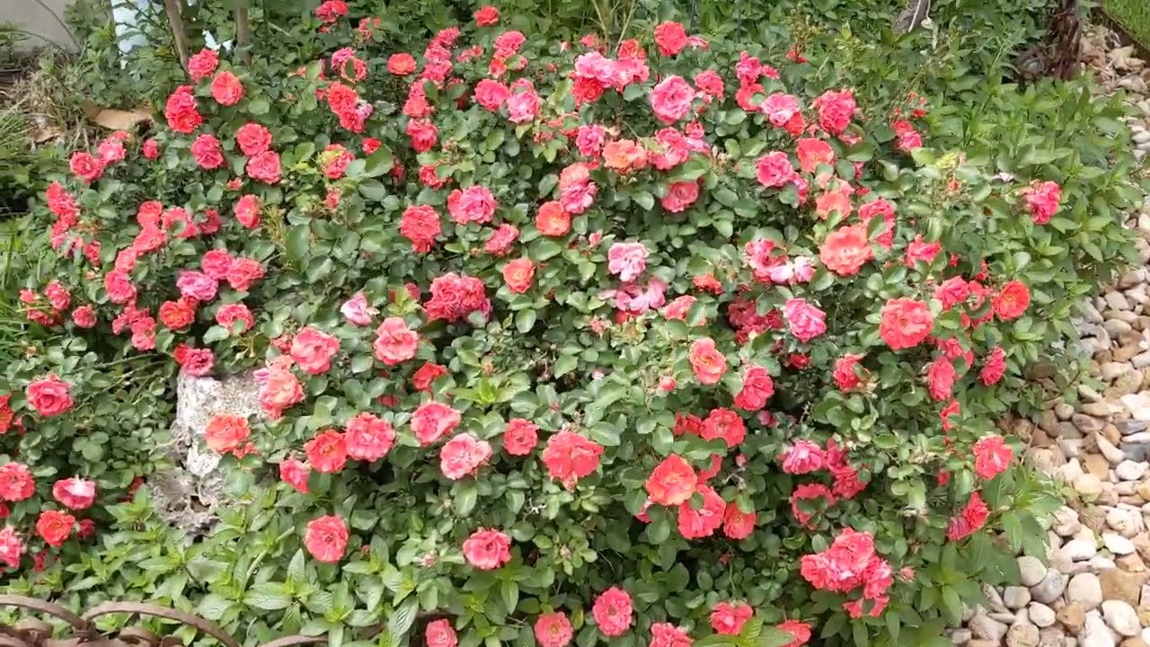 Coral Drift Rose, Groundcover Rose (Rosa MELdriflora)