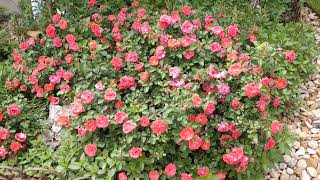 Coral Drift Rose, Groundcover Rose (Rosa MELdriflora)