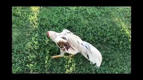 Hmong Brothers Qaib Ej.