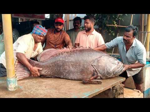 200Kg Monster Grouper Fish Cleaning And Cutting | Biggest Red Grouper Fish Cutting And Sharing Video